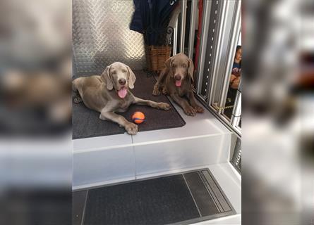 3 Weimaraner Welpen Reinrassig