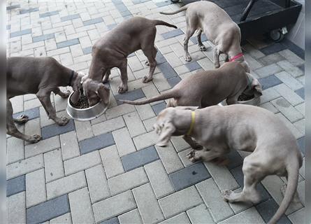 3 Weimaraner Welpen Reinrassig