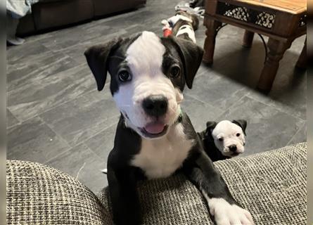 Bulldoggen Mix Welpen wunderschön