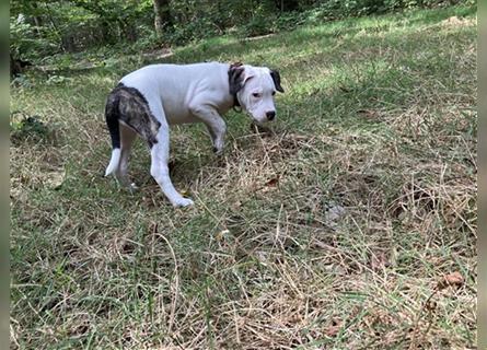 Bulldoggen Mix Welpen wunderschön