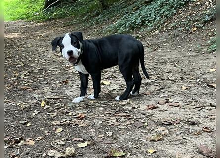 Bulldoggen Mix Welpen wunderschön