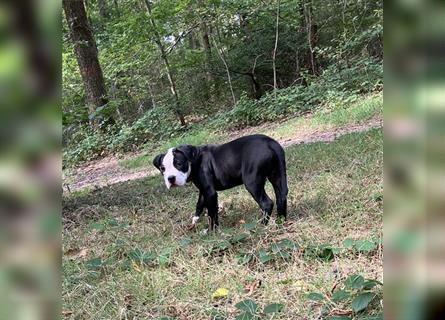 Bulldoggen Mix Welpen wunderschön