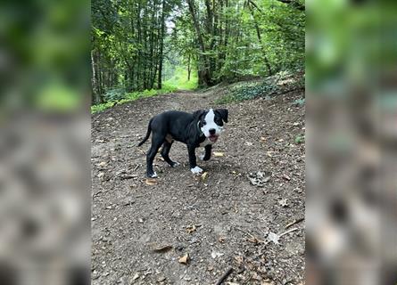 Bulldoggen Mix Welpen wunderschön