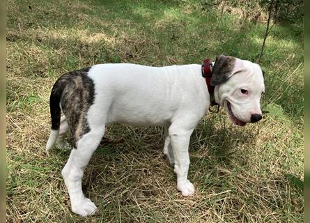 Bulldoggen Mix Welpen wunderschön