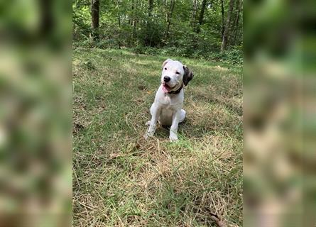 Bulldoggen Mix Welpen wunderschön