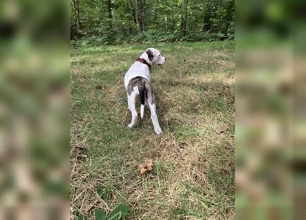 Bulldoggen Mix Welpen wunderschön