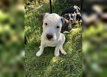 Bulldoggen-Mix Welpe (Amerikanische Bulldogge mit American Bully)