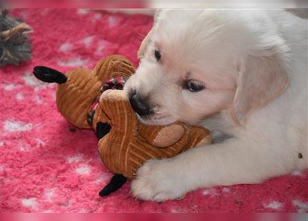 Golden Retriever Welpen