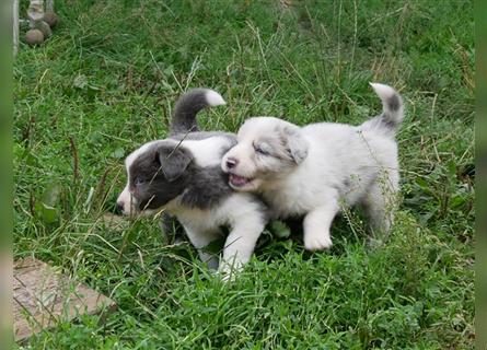 Border Collie Welpen, blau und slatemerle aus exklusiver Körzucht