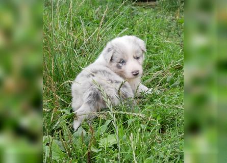 Border Collie Welpen, blau und slatemerle aus exklusiver Körzucht