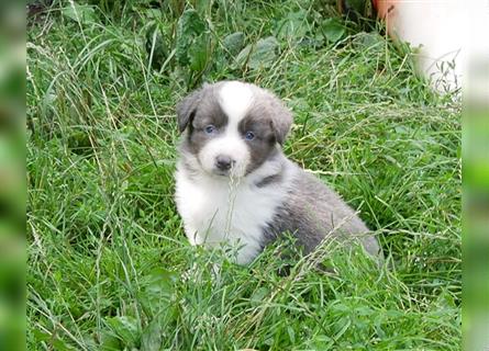 Border Collie Welpen, blau und slatemerle aus exklusiver Körzucht