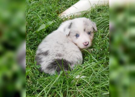 Border Collie Welpen, blau und slatemerle aus exklusiver Körzucht