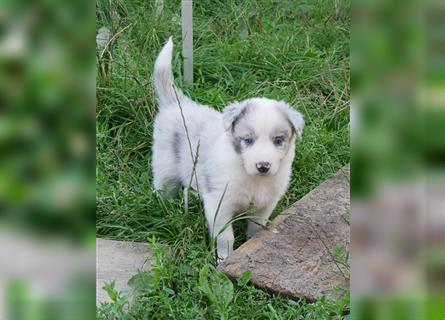 Border Collie Welpen, blau und slatemerle aus exklusiver Körzucht