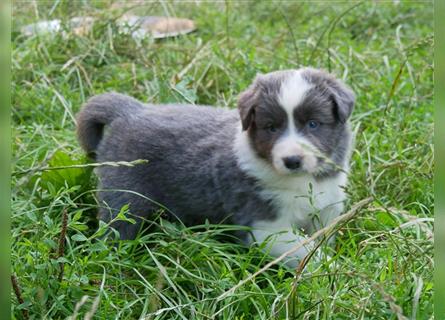 Border Collie Welpen, blau und slatemerle aus exklusiver Körzucht