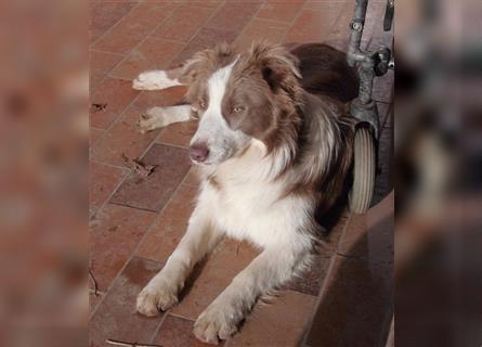 Border Collie Welpen, blau und slatemerle aus exklusiver Körzucht