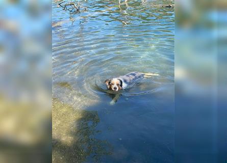 Border Collie Welpen, blau und slatemerle aus exklusiver Körzucht