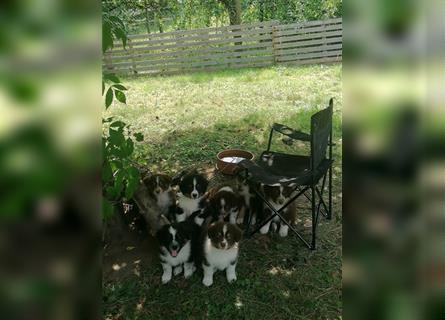 Zuckersüße Australian Shepherd Welpen