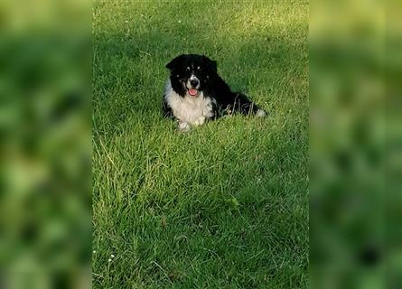 Zuckersüße Australian Shepherd Welpen