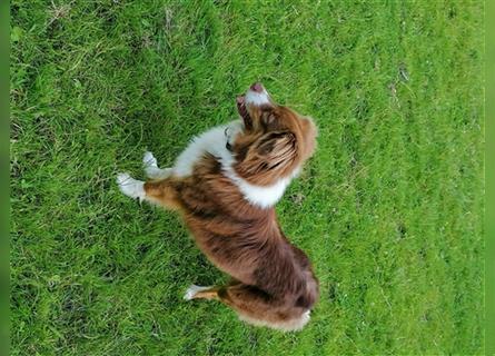 Zuckersüße Australian Shepherd Welpen