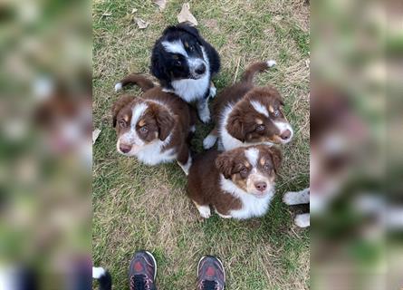 Zuckersüße Australian Shepherd Welpen