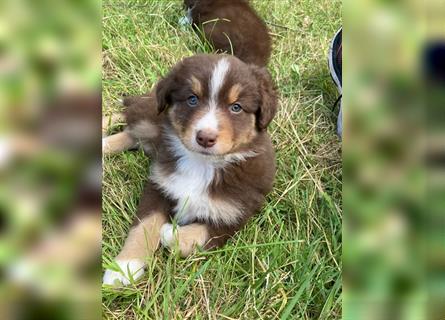 Zuckersüße Australian Shepherd Welpen