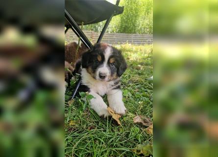 Zuckersüße Australian Shepherd Welpen