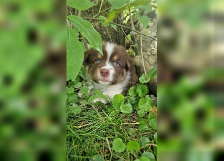 Zuckersüße Australian Shepherd Welpen