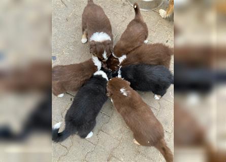 Zuckersüße Australian Shepherd Welpen