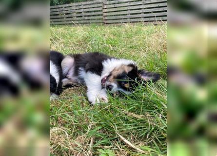 Zuckersüße Australian Shepherd Welpen