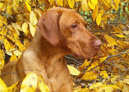 Magyar Vizsla Welpen mit Papiere