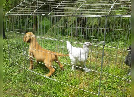 Magyar Vizsla Welpen mit Papiere