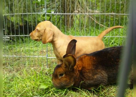 Magyar Vizsla Welpen mit Papiere