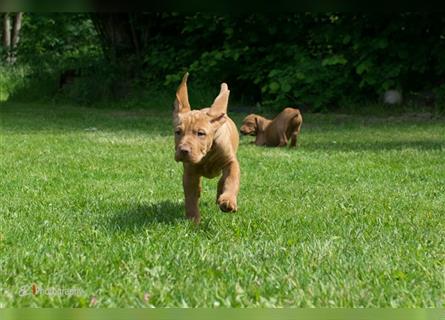 Magyar Vizsla Welpen mit Papiere