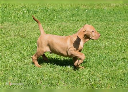 Magyar Vizsla Welpen mit Papiere