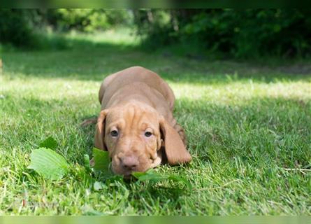 Magyar Vizsla Welpen mit Papiere