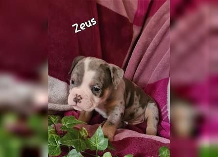 New English Bulldogge Welpen