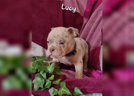 New English Bulldogge Welpen