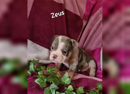 New English Bulldogge Welpen