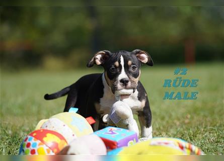 Wunderschöne Reinrassige American Bully Pocket Welpen mit ABKC Papiere