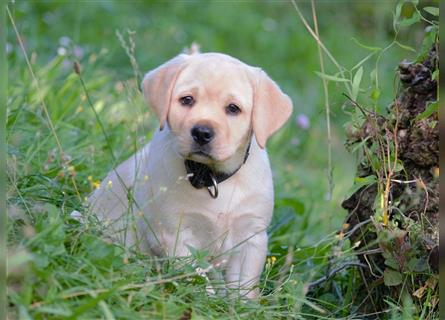 Labradorwelpe Gretel aus Blindenführhundelinie