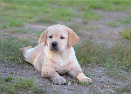 Labradorwelpe Gretel aus Blindenführhundelinie