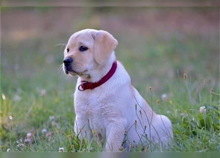 Labradorwelpe Gretel aus Blindenführhundelinie