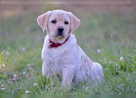 Labradorwelpe Gretel aus Blindenführhundelinie