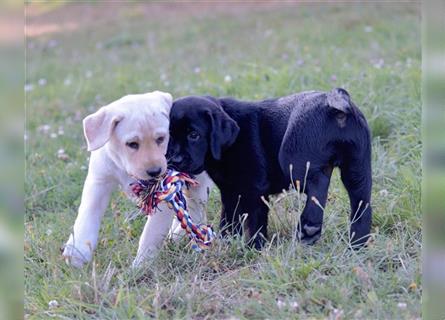 Labradorwelpe Gretel aus Blindenführhundelinie