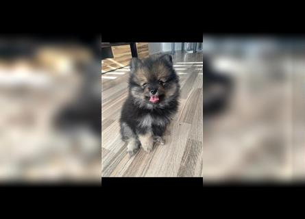 Pomeranian-Welpen, Spitz Ein Junge