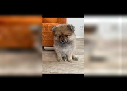 Pomeranian-Welpen, Spitz Ein Junge