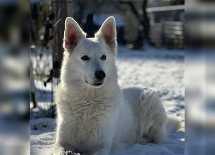 Ayka - wunderhübsche und liebe Berger Blanc Prinzessin sucht rasseerfahrene Untertanen