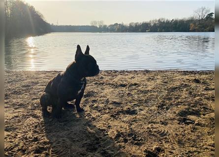 Wunderschöne Französische Bulldoggen Welpen suchen ein liebevolles Zuhause!