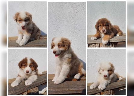 Australian Shepherd Welpen