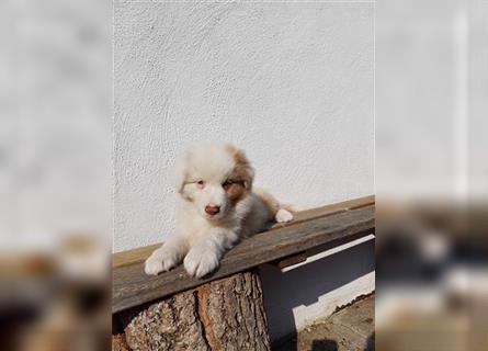 Australian Shepherd Welpe red merle Rüde